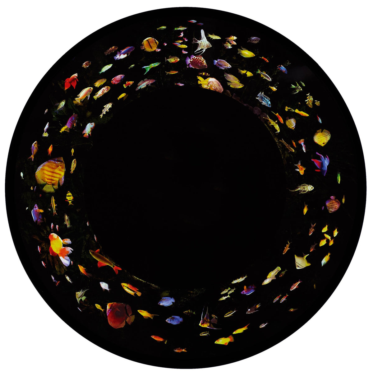 Max Effect Projection Wheels – SensoryPlus